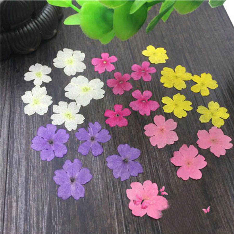 Pressed Flower Frame - 60pcs 1-2cm 누르면 건조 염색 Verbena
