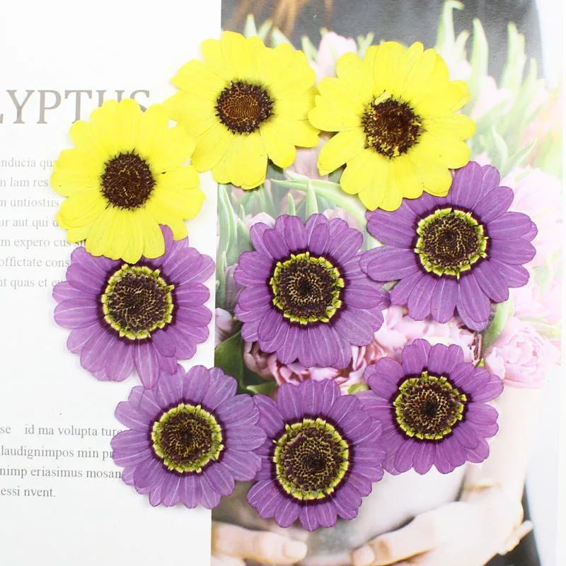 Pressed Flower Frame - 40pcs 프레스 건조 3-5cm 노란색/보라색 Grandaisy