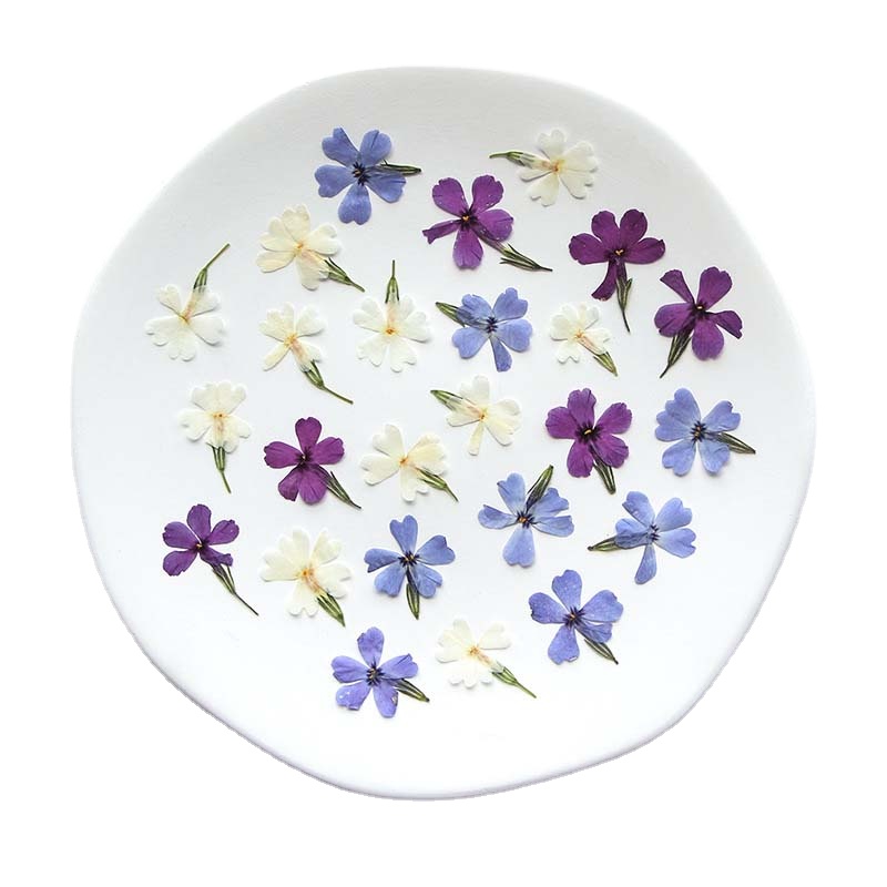 Pressed Flower Frame - 천연 건조 압축 꽃 잎 가지,