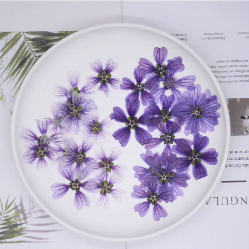 압착 멜로우 플라워 꽃잎, 드립 접착제, 드라이 리얼  - Pressed Flower Frame 리뷰 및 가격