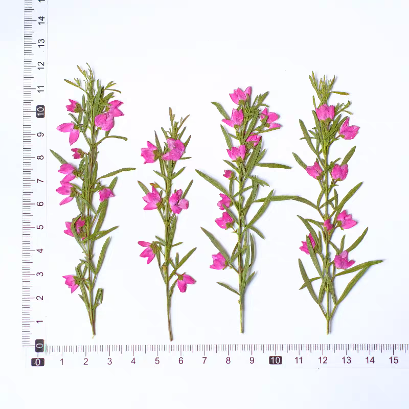 100개 압축 건조 아이디아 칸티오데스 꽃 줄기 포함  - Pressed Flower Frame 리뷰 및 가격