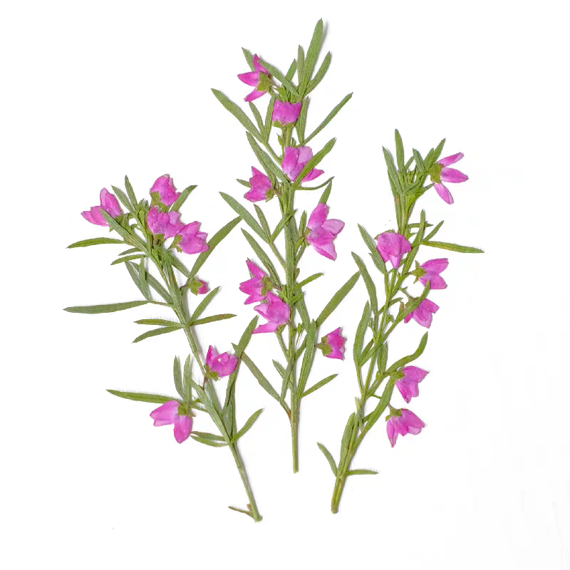 100개 압축 건조 아이디아 칸티오데스 꽃 줄기 포함  - Pressed Flower Frame 리뷰 및 가격