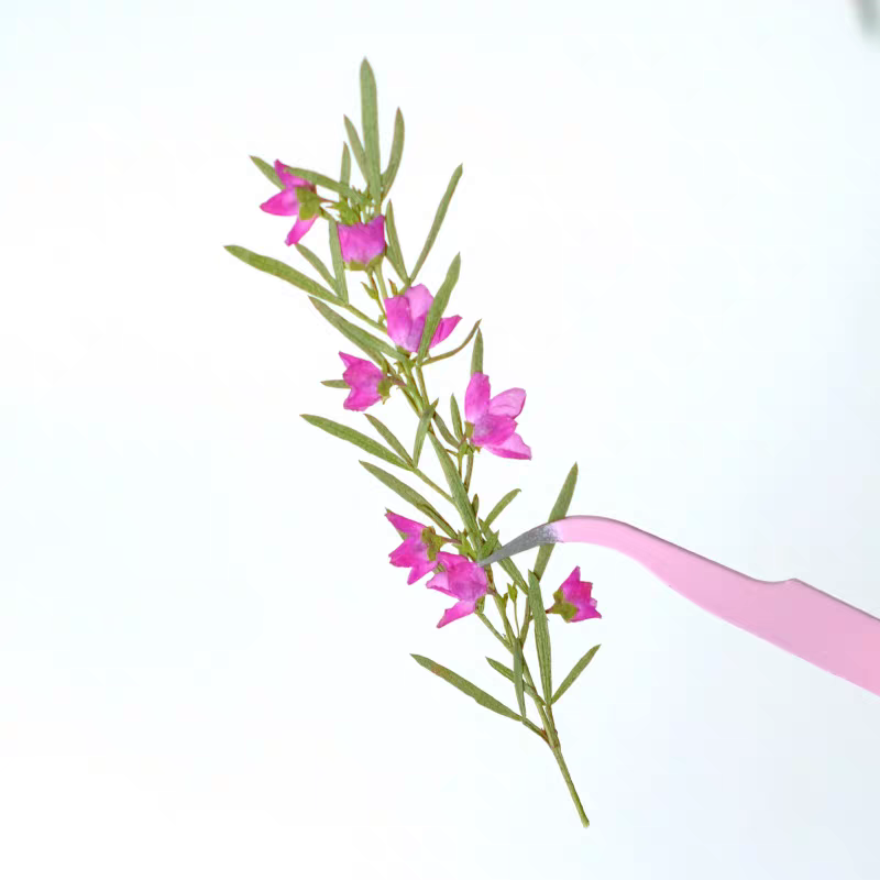 100개 압축 건조 아이디아 칸티오데스 꽃 줄기 포함  - Pressed Flower Frame 리뷰 및 가격