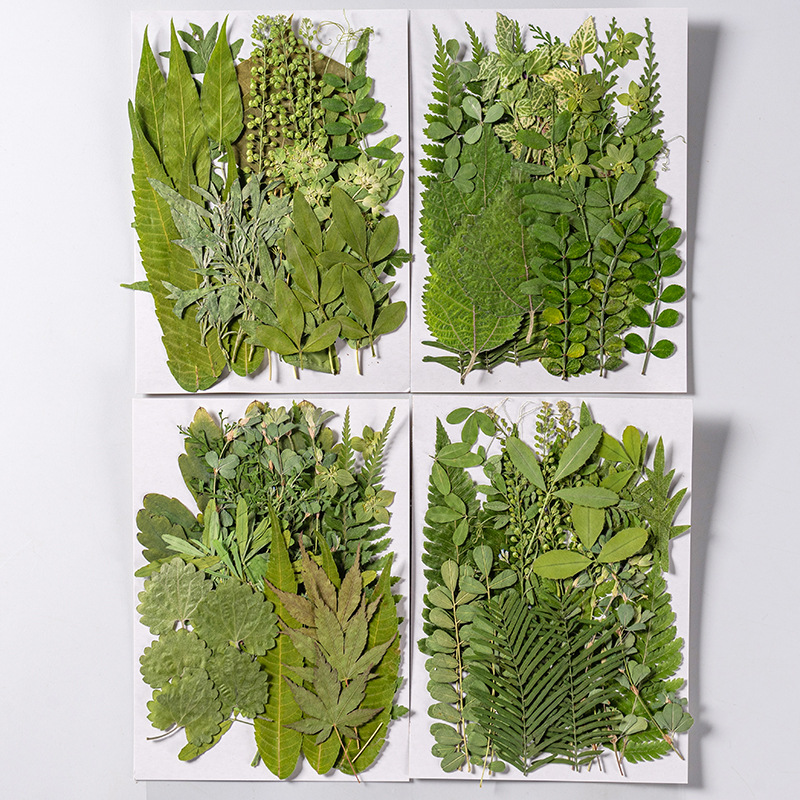1 세트 35pcs 누르면 말린 꽃 혼합 잎 식물 표본 - Pressed Flower Frame 리뷰 및 가격
