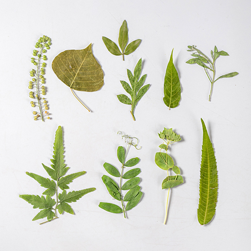 1 세트 35pcs 누르면 말린 꽃 혼합 잎 식물 표본 - Pressed Flower Frame 리뷰 및 가격