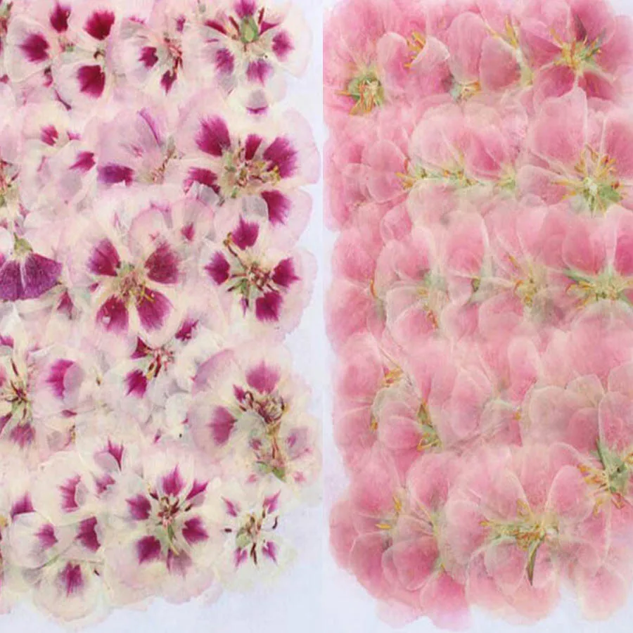 60 개 4-7cm 프레스 말린 고데시아 꽃 식물 식물 - Pressed Flower Frame 리뷰 및 가격