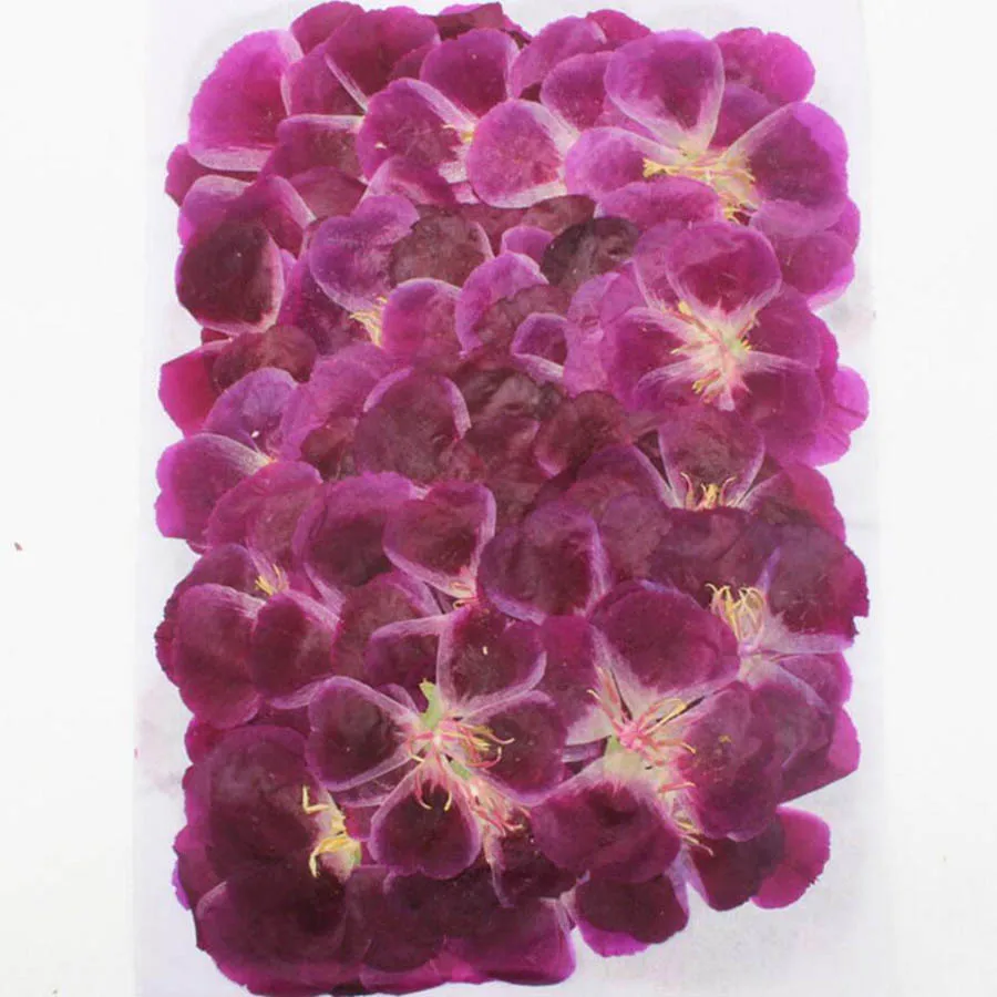 60 개 4-7cm 프레스 말린 고데시아 꽃 식물 식물 - Pressed Flower Frame 리뷰 및 가격