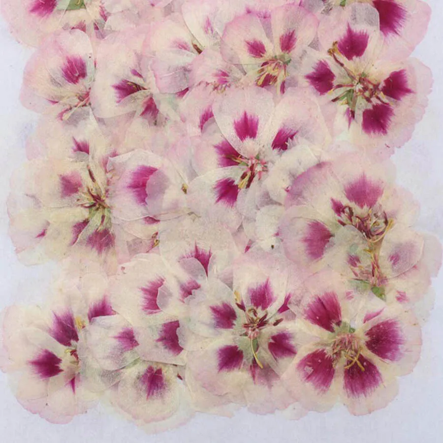 60 개 4-7cm 프레스 말린 고데시아 꽃 식물 식물 - Pressed Flower Frame 리뷰 및 가격