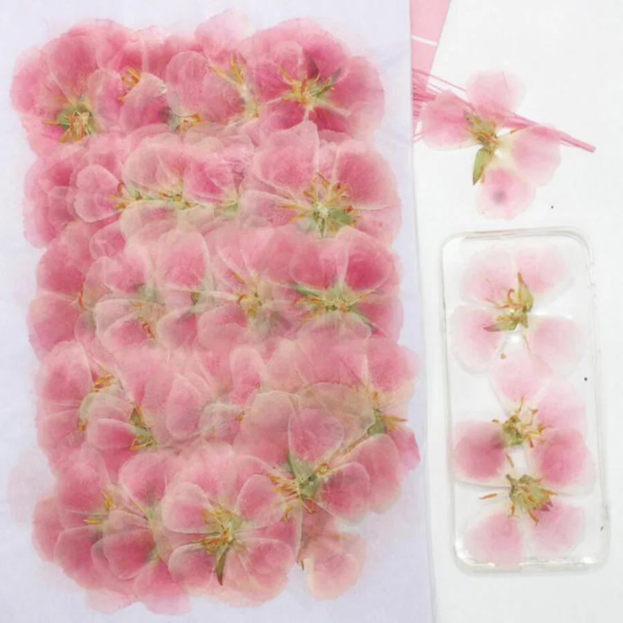 60 개 4-7cm 프레스 말린 고데시아 꽃 식물 식물 - Pressed Flower Frame 리뷰 및 가격