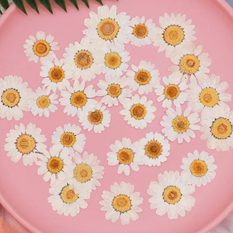 100개 천연 백색 크리스탈 국화 데이지 식물 표본 실 - Pressed Flower Frame 리뷰 및 가격