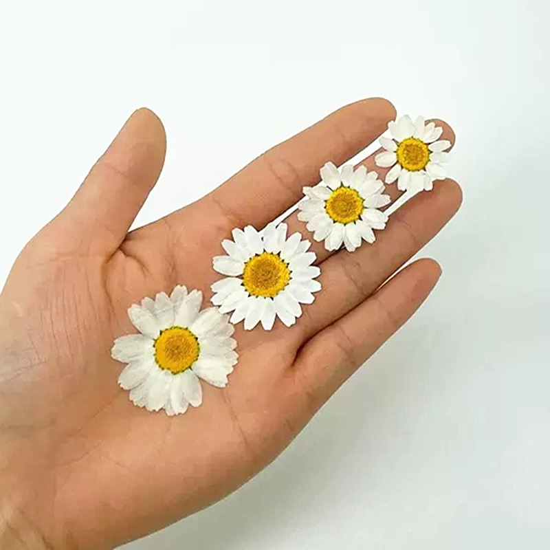 100개 천연 백색 크리스탈 국화 데이지 식물 표본 실 - Pressed Flower Frame 리뷰 및 가격