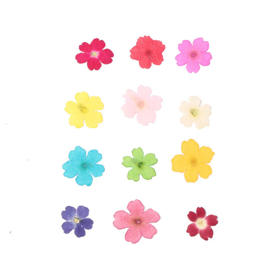 60pcs 1-2cm 누르면 건조 염색 Verbena  - Pressed Flower Frame 리뷰 및 가격
