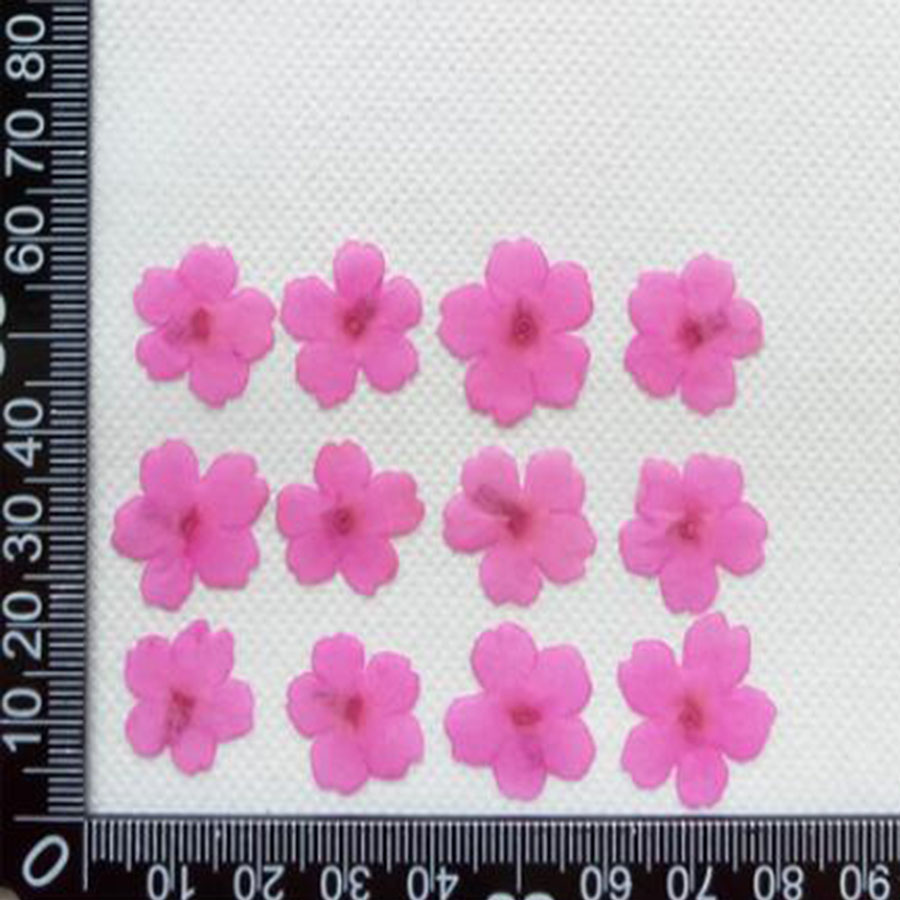 60pcs 1-2cm 누르면 건조 염색 Verbena  - Pressed Flower Frame 리뷰 및 가격
