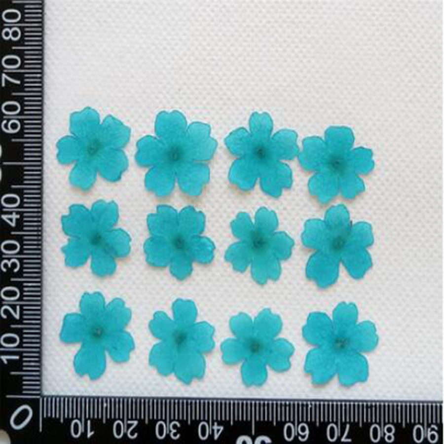 60pcs 1-2cm 누르면 건조 염색 Verbena  - Pressed Flower Frame 리뷰 및 가격
