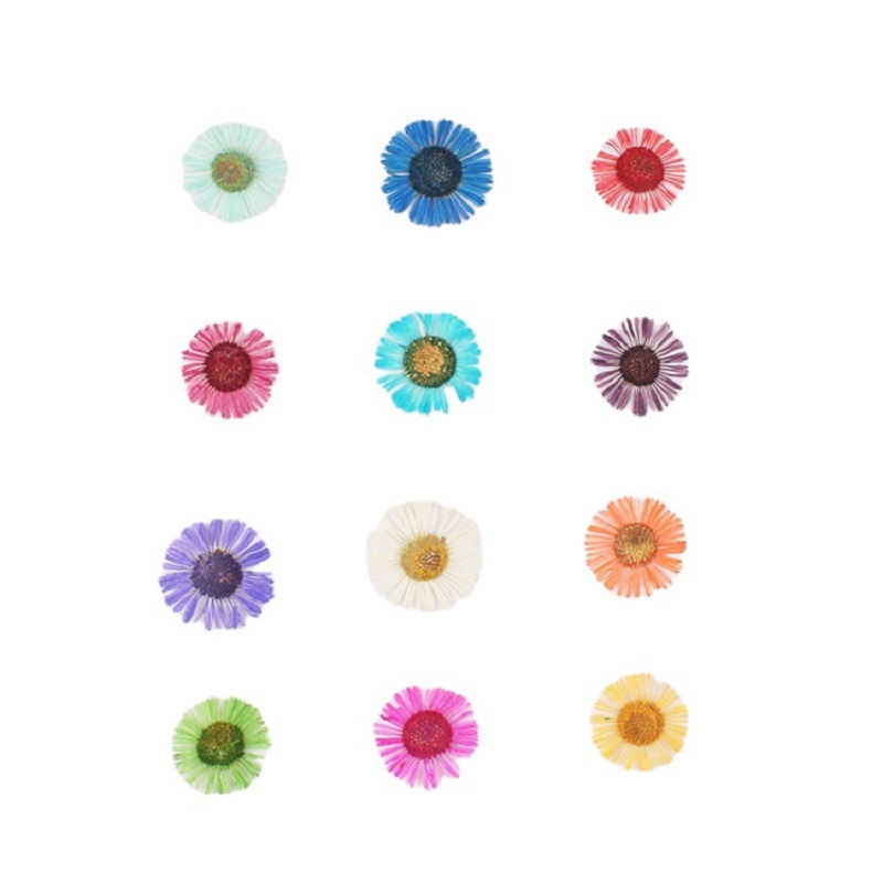 1 세트 압축 건조 꽃 에리게론 아크리스 L 허브라이움 - Pressed Flower Frame 리뷰 및 가격