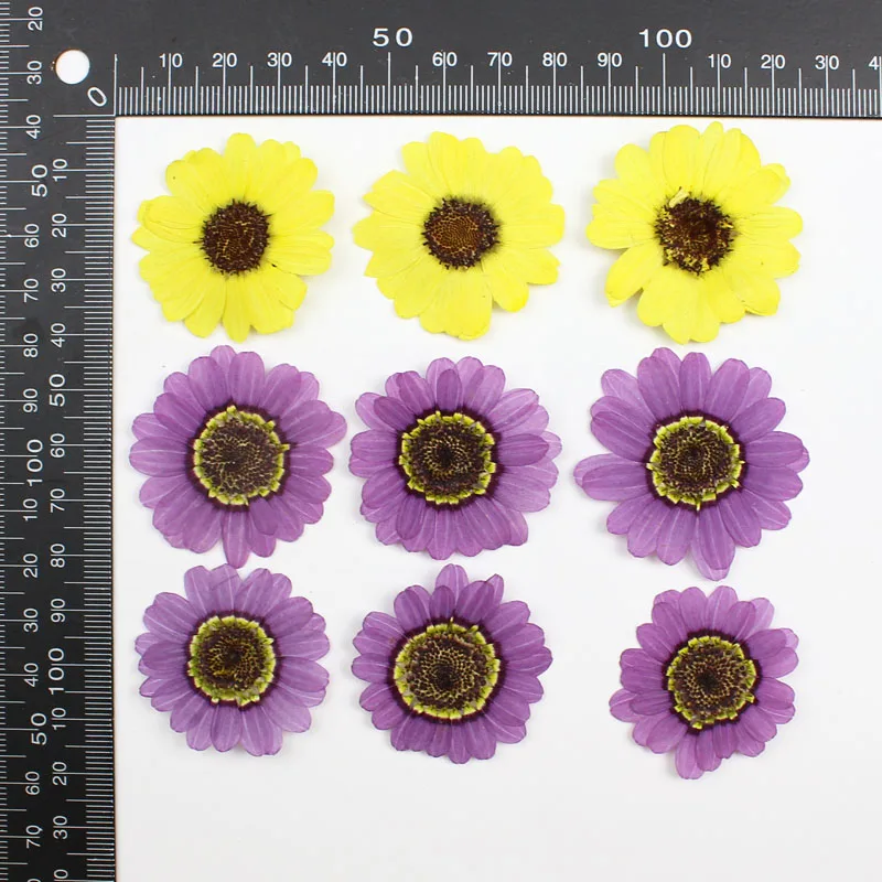 40pcs 프레스 건조 3-5cm 노란색/보라색 Gra - Pressed Flower Frame 리뷰 및 가격