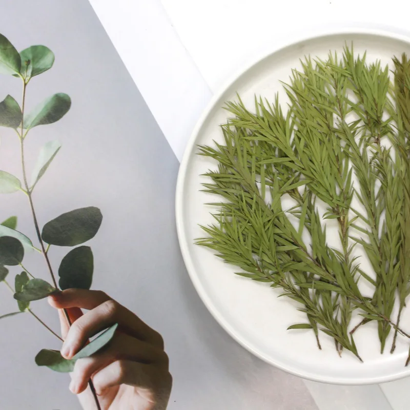 자연 압착 멜라루카 브라테타 드라이 플라워, 양각 리얼 - Pressed Flower Frame 리뷰 및 가격
