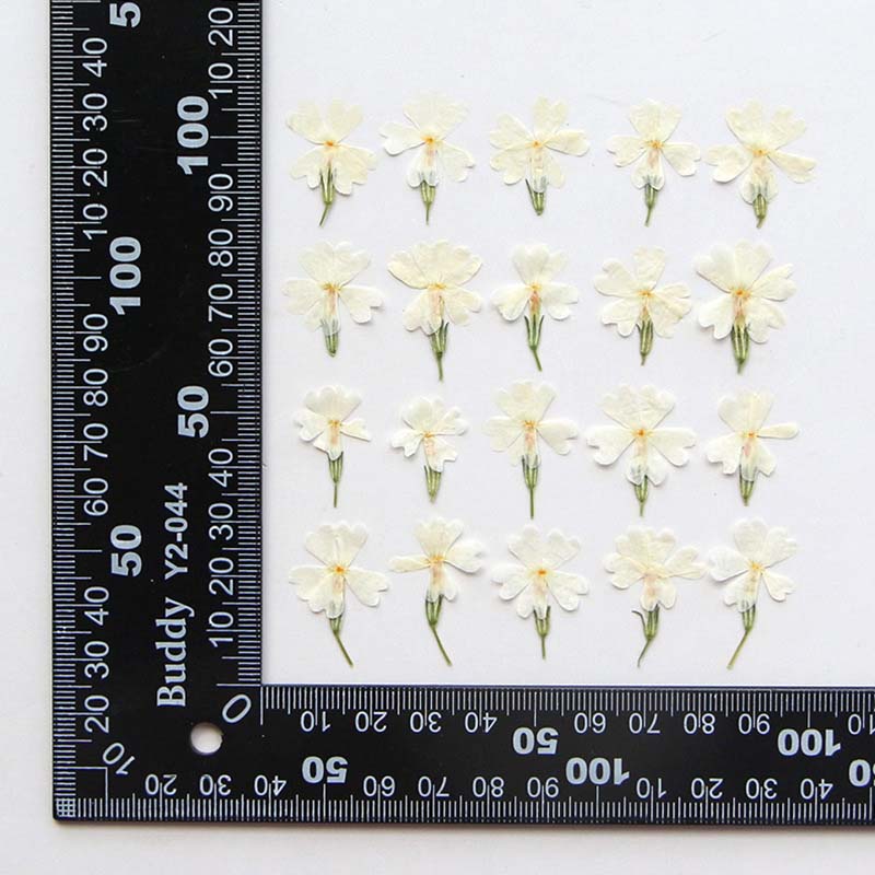 천연 건조 압축 꽃 잎 가지, 에폭시 송진, 액자 소형 - Pressed Flower Frame 리뷰 및 가격