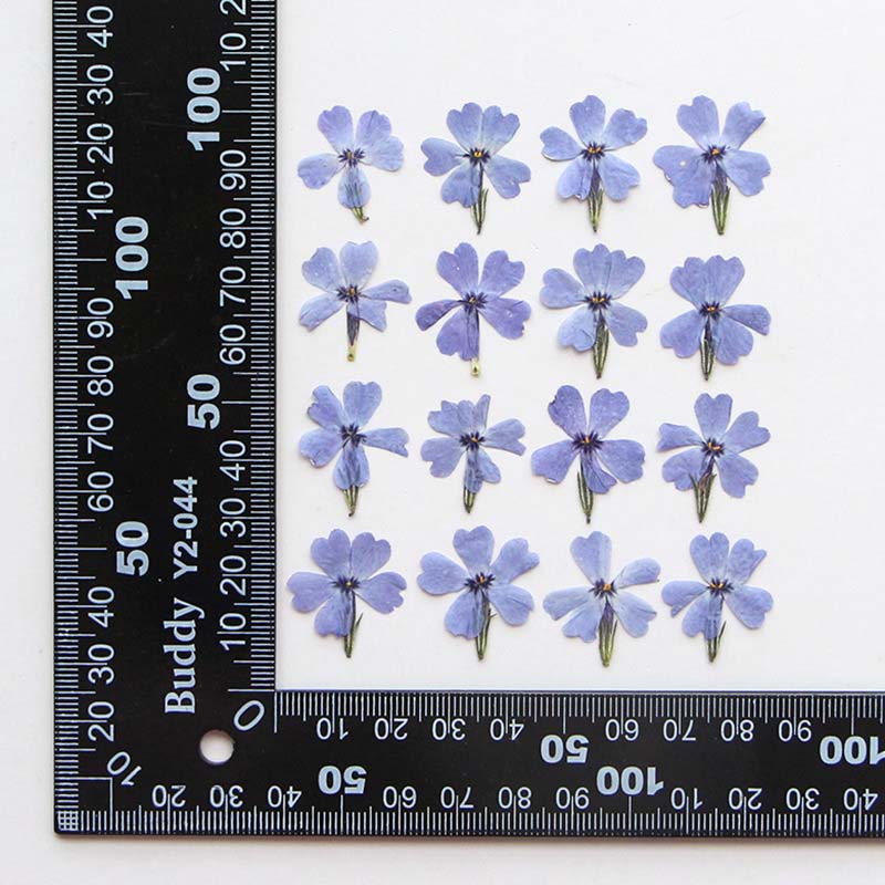 천연 건조 압축 꽃 잎 가지, 에폭시 송진, 액자 소형 - Pressed Flower Frame 리뷰 및 가격