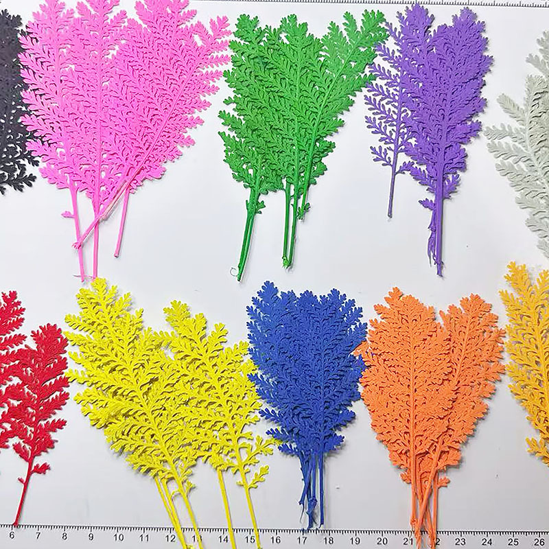 100개 천연 은색 깃털 잎사귀, 색상으로 염색한 압화 - Pressed Flower Frame 리뷰 및 가격
