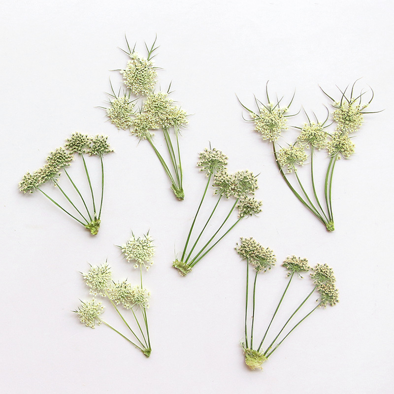 압축 건조된 아미 비스나가 레이스 꽃 허브라이움 (보석 - Pressed Flower Frame 리뷰 및 가격